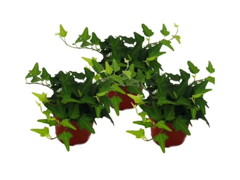 Exotenherz Hedera Helix 3er Set Efeu Grünlaubig 9cm Topf