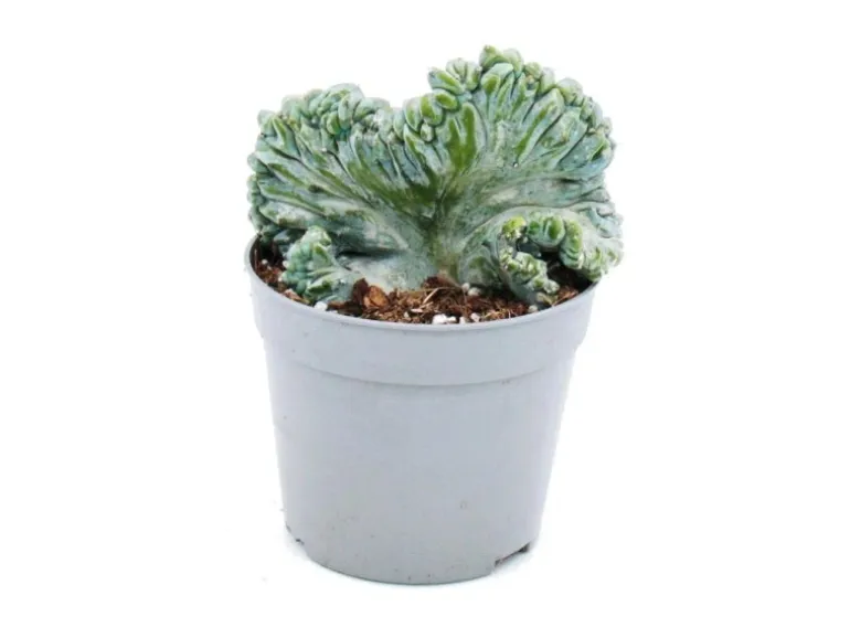 Exotenherz Heidelbeer-Kaktus Kammform Myrtillocactus Geometrizans Cristata Außergewöhnlicher Kaktus 6,5cm Topf
