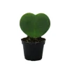 Exotenherz Hoya Kerii Herzblatt-Pflanze Herzpflanze Oder Kleiner Liebling im 6cm Topf