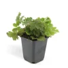 Exotenherz Immergrüner Bodendecker Golderdbeere Waldsteinia Ternata 9cm Topf Set mit 6 Pflanzen