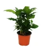 Exotenherz Kaffee Pflanze Coffea Arabica 1 Pflanze Zimmerpflanze