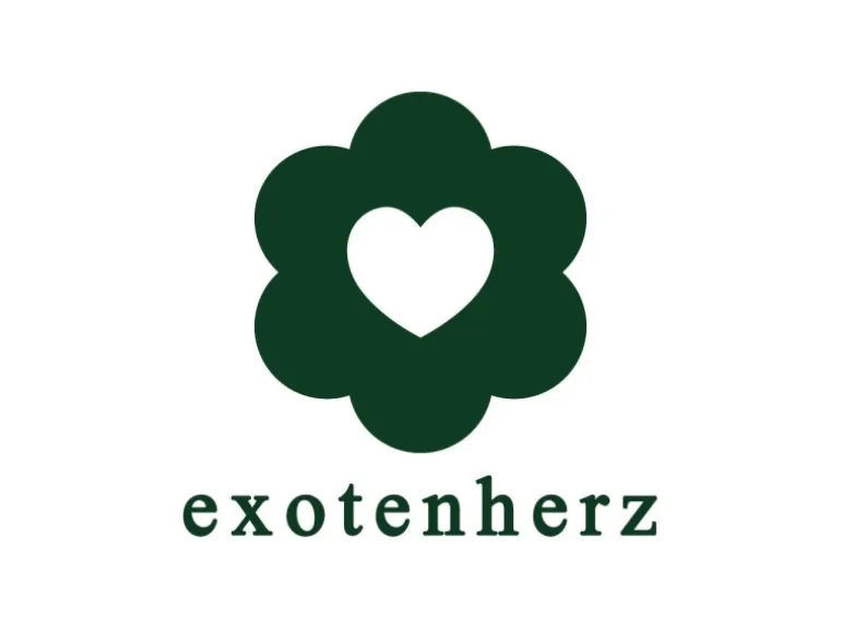 Exotenherz Kaffee Pflanze Coffea Arabica 1 Pflanze Zimmerpflanze