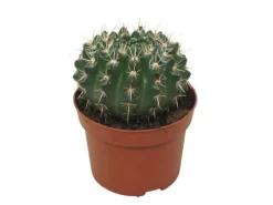 Exotenherz Kaktus Notocactus Submammulosus Parodia Pflegeleichter Kaktus 12cm Topf