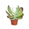 Exotenherz Kalanchoe Thyrsiflora Red Lips im 10,5cm Topf