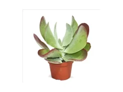 Exotenherz Kalanchoe Thyrsiflora Red Lips im 10,5cm Topf
