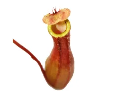 Exotenherz Kannenpflanze Nepenthes 9cm Topf