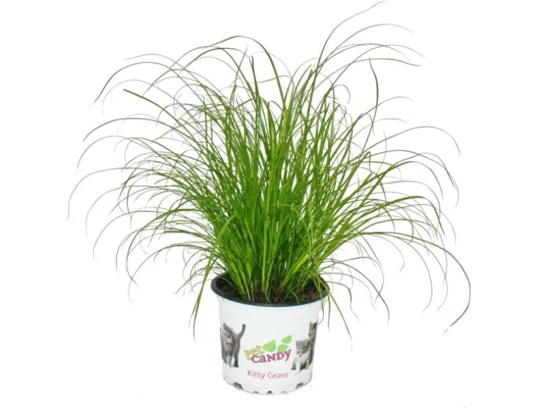 Exotenherz Katzengras Cyperus Alternifolius 3 Pflanzen zur Verdauungsunterstützung von Katzen
