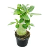 Exotenherz Kleine Wüstenrose Adenium Überraschungsfarbe 9cm Topf