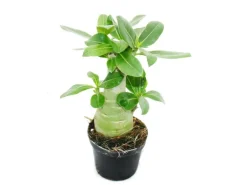 Exotenherz Kleine Wüstenrose Adenium Überraschungsfarbe 9cm Topf