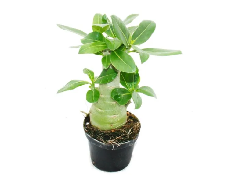 Exotenherz Kleine Wüstenrose Adenium Überraschungsfarbe 9cm Topf