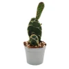Exotenherz Kobra-Kaktus Opuntia Reticulata Cobra Augefallener Ohrenkaktus 6,5cm Topf