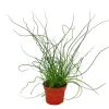 Exotenherz Liebeslocke Juncus Effusus Spiralis Korkenzieherbinse 12cm