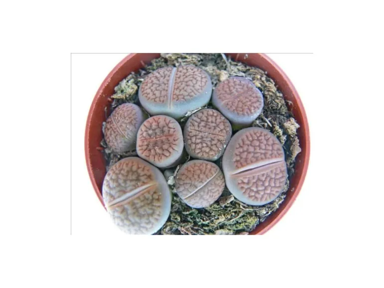 Exotenherz Lithops Lebender Stein Mehrere Pflanzen im 8,5cm Topf