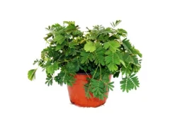 Exotenherz Mimose Rührmichnichtan Reagiert auf Berührung 9cm Topf