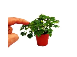 Exotenherz Mimose Rührmichnichtan Reagiert auf Berührung 9cm Topf