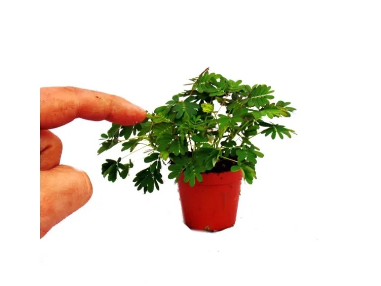 Exotenherz Mimose Rührmichnichtan Reagiert auf Berührung 9cm Topf