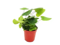 Exotenherz Mini Farn Trio Set mit 3 Verschiedenen Mini Farnen Asplenium Actiniopteris Hemionitis
