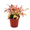 Exotenherz Mini Pflanze Alternanthera Dentata Papageienblatt Ideal für Kleine Schalen und Gläser Babyplant im 5,5cm Topf