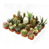 Exotenherz Mini-Kakteen Und Sukkulenten Set Mit 20 Pflanzen