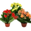 Exotenherz Minikalanchoe Rosalina Set mit 3 Verschiedene Pflanzen Flammendes Käthchen 5,5cm Topf