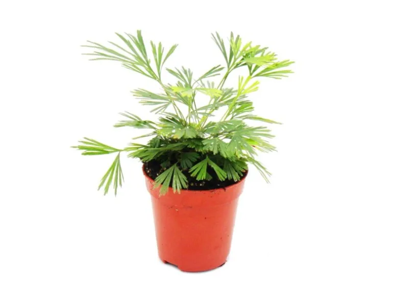 Exotenherz Minipflanze Actiniopteris Australis Palmwedelfarn Ideal für Kleine Schalen und Gläser Babyplant im 5,5cm Topf