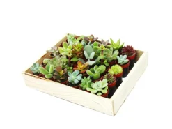 Exotenherz Mini-Sukkulenten 3,5cm Topf Holzkiste Mit 30 Pflanzen