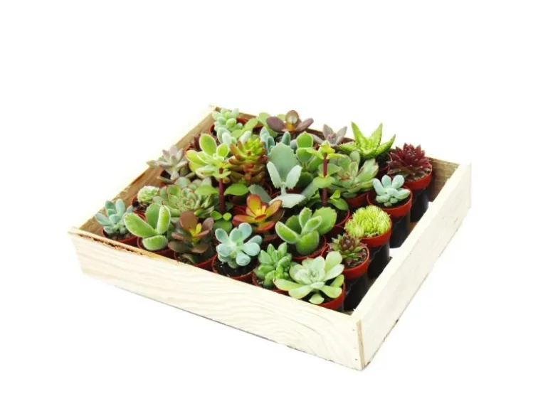 Exotenherz Mini-Sukkulenten 3,5cm Topf Holzkiste Mit 30 Pflanzen