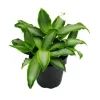 Exotenherz Murdannia Loriformis Bright Star Niedrig Wachsende Zimmerpflanze 12cm Topf