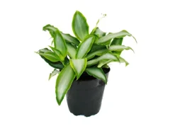 Exotenherz Murdannia Loriformis Bright Star Niedrig Wachsende Zimmerpflanze 12cm Topf
