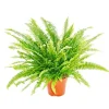 Exotenherz Nephrolepis Schwertfarn 17cm Topf