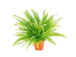 Exotenherz Nephrolepis Schwertfarn 17cm Topf