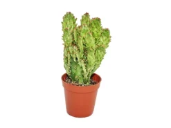 Exotenherz Opuntia Monacantha Variegata Kleine Pflanze im 5,5cm Topf