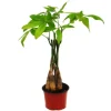 Exotenherz Pachira Aquatica Glückskastanie 12cm Topf
