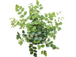 Exotenherz Pellaea Rotundifolia Pelle Oder Urweltfarn 9cm Topf