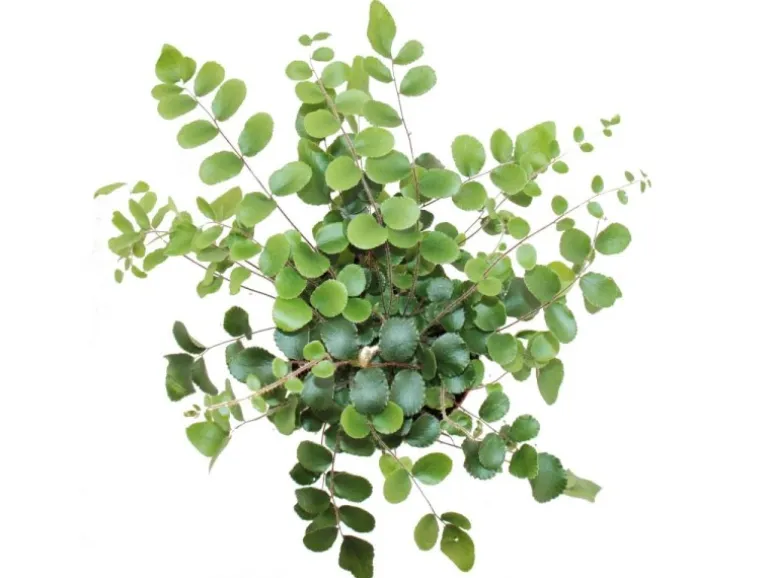Exotenherz Pellaea Rotundifolia Pelle Oder Urweltfarn 9cm Topf
