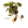Exotenherz Philodendron Micans Dunkler Kletternder Baumfreund 12cm Topf