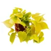Exotenherz Philodendron Scandens Lime Gelbgrüner Kletternder Baumfreund 12cm Topf