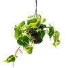 Exotenherz Philodendron Scandens Brasil Kletternder Baumfreund Zweifarbig 15cm Ampeltopf Hängend