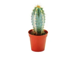 Exotenherz Pilosocereus Azureus Kleine Pflanze im 5,5cm Topf