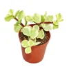 Exotenherz Portulacaria Afra Var. Jadebaum Kleine Pflanze im 5,5cm Topf
