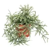 Exotenherz Rhipsalis Pilocarpa Korallenkaktus im 12cm Topf