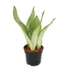Exotenherz Sansevieria Trifasciata Moonshine Silberner Bogenhanf 12cm Topf Sukkulente