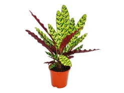 Exotenherz Schattenpflanze mit Ausgefallenem Blattmuster Calathea Lancifolia 14cm Topf ca. 50cm Hoch