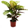 Exotenherz Schattenpflanze mit Ausgefallenem Blattmuster Calathea Roseapicta 14cm Topf ca. 50cm Hoch