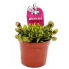 Exotenherz Schlauchpflanze Sarracenia Psittacina Hybr. Scarlett Belle Fleischfressende Pflanze 9cm Topf