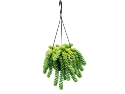 Exotenherz Sedum Morganianum 'Burrito' Affenschaukel 14cm Ampeltopf Hängende Sukkulente