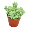 Exotenherz Sedum Morganianum Burritum Affenschaukel 5,5cm Topf