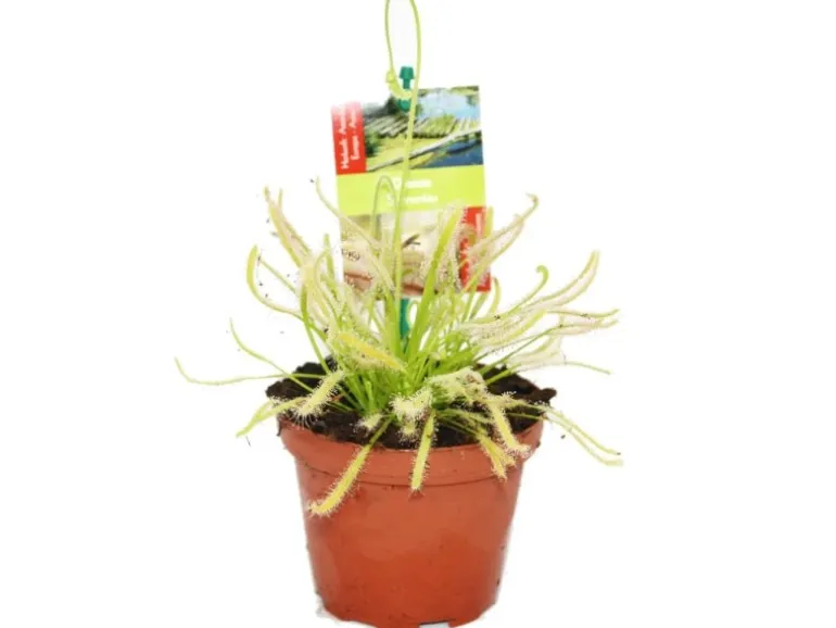 Exotenherz Sonnentau Drosera Capensis 9cm Topf