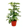 Exotenherz Strahlenaralie Schefflera Weissgrünlaubig 12cm Topf Zimmerpflanze ca. 40-45cm Hoch