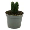 Exotenherz Sukkulente Crassula Buddhas Tempel Mini-Dickblatt 6cm Topf